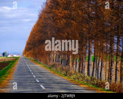 Cintura di protezione del Larch Foto Stock