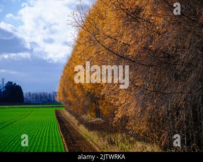 Cintura di protezione del Larch Foto Stock