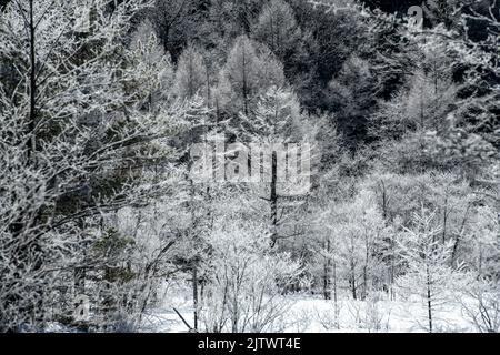 Stagno di Tashiro in inverno, Kamikochi, Prefettura di Nagano, Giappone Foto Stock