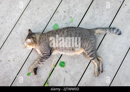 Un gatto grigio divertente ubriaco sta dormendo dopo aver preso una radice di foglia di copperleaf indiana (catnip) sul pavimento di legno. Foto Stock
