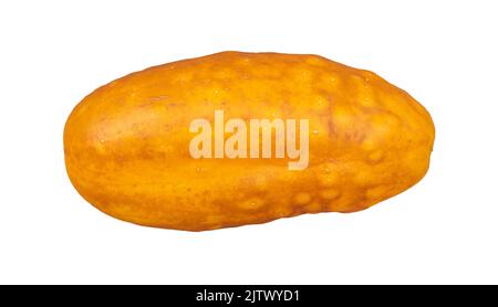 Un cetriolo giallo invecchiato conservato per la produzione di sementi isolato su fondo bianco Foto Stock