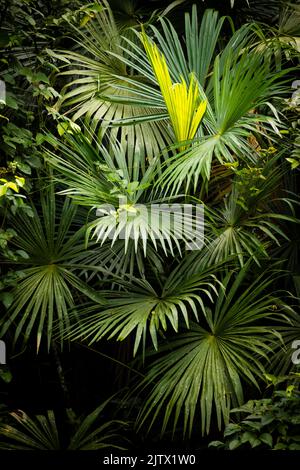 Le palme si trovano nella foresta pluviale accanto a Rio Chagres, al parco nazionale di Soberania, alla Repubblica di Panama, in America Centrale. Foto Stock