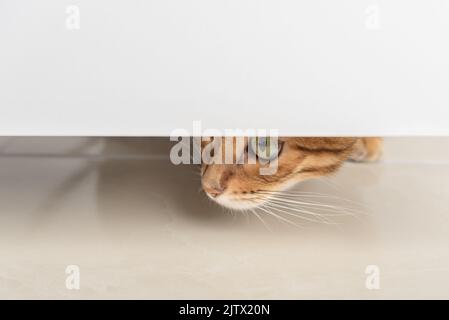 Un gatto rosso con occhi verdi sbirciano attraverso la porta aperta. Spazio di copia. Foto Stock