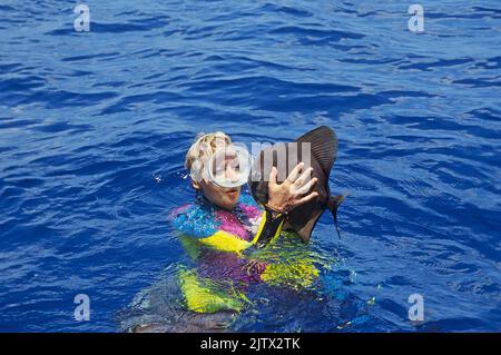 Batfish (Platax teira) saltando dall'acqua direttamente nelle mani di uno snorkeler, accesso riflessivo, Maldive, Oceano Indiano, Asia Foto Stock