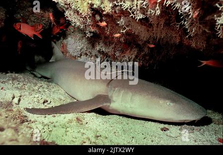 Squalo infermiera Tawny (Nebrius ferrugineus), dormire in una barriera corallina, Maldive, Oceano Indiano, Asia Foto Stock