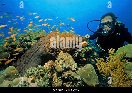 Scuba subacqueo guarda un gigante moray (Gymnothorax javanicus) in una barriera corallina, Maldive, Oceano Indiano, Asia Foto Stock