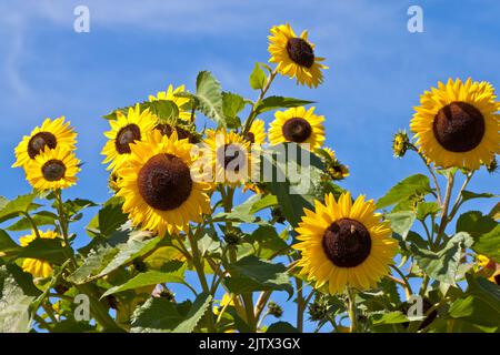 Mit Sonnenblume Biene Foto Stock