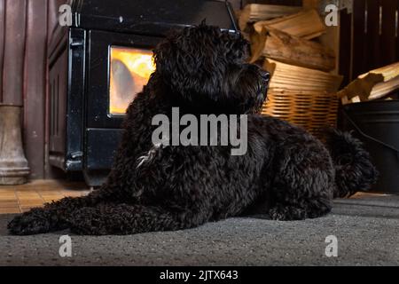 Un cane nero seduto di fronte a un camino a casa accogliente. Concetto di casa calda in inverno. Foto Stock