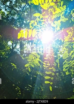 i raggi del sole con il bokeh radiante brilla attraverso gli alberi della foresta Foto Stock