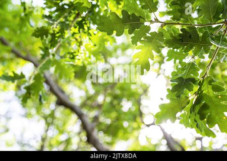 i raggi del sole con il bokeh radiante brilla attraverso gli alberi della foresta Foto Stock