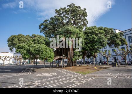 Enormi metosideros sulla piazza di Ponta Delgada Foto Stock