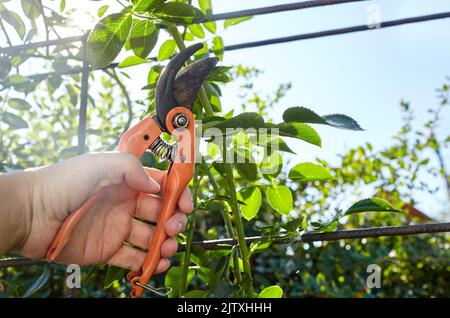 Uomo giardinaggio in cortile. Mani di uomo con secateurs che tagliano fuori i fiori selvaggiati su cespuglio della rosa. Giardinaggio stagionale, potatura piante con potatura cesoie i Foto Stock