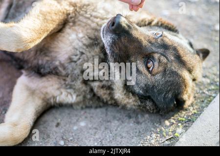 Pastore tedesco in attesa di pipistrelli Foto Stock