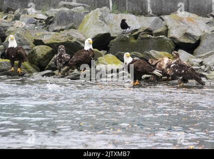 Un'aquila di Bald matura (Haliaeetus leucocephalus) si siede sulla Shoreline e si chiude al largo di un'altra aquila mentre pesca per il salmone al vivaio ittico di Valdez, Alas Foto Stock