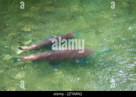 Salmone del Pacifico di Sockeye a Hatchery Creek, il Delta del fiume Copper, Alaska Foto Stock