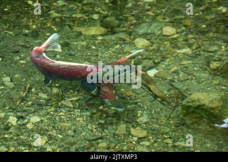Salmone del Pacifico di Sockeye a Hatchery Creek, il Delta del fiume Copper, Alaska Foto Stock