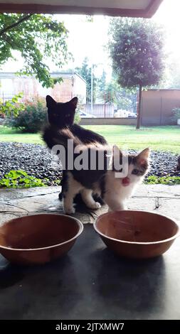 Gatto mangia nella ciotola, ora di pranzo, gatti mangiare vicino al giardino condominio. Foto Stock