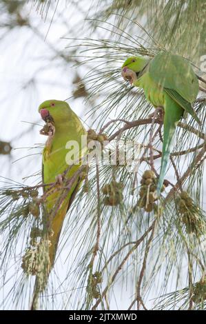 Parakeets rosati Psittacula krameri mangiare semi di quercia costiera Casuarina equinetifolia. Maspalomas. Gran Canaria. Isole Canarie. Spagna. Foto Stock