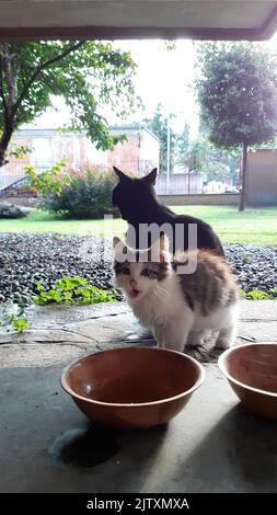 Gatto mangia nella ciotola, ora di pranzo, gatti mangiare vicino al giardino condominio. Foto Stock