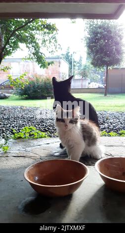 Gatto mangia nella ciotola, ora di pranzo, gatti mangiare vicino al giardino condominio. Foto Stock