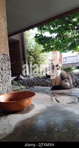 Gatto mangia nella ciotola, ora di pranzo, gatti mangiare vicino al giardino condominio. Foto Stock