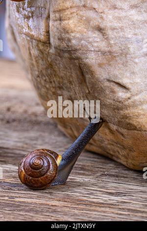 La lumaca d'uva sale su una grande pietra, macrofotografia Foto Stock