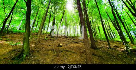 Sole che arriva attraverso gli alberi a Whirlow Woods, Bumb Valley, Sheffield, Inghilterra Foto Stock