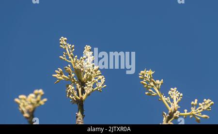Primi rametti pallidi di gemme di fiore di albero di avocado di Hass, Persea americana, contro il cielo blu soleggiato di s. Orchard nel Queensland, Australia. Spazio di copia. Foto Stock