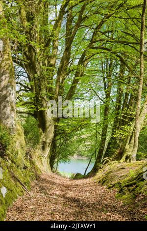 Una passeruca e un hedgebank di faggio accanto al lago artificiale Clatworthy in primavera sulle pendici meridionali delle colline di Brendon, Somerset, Inghilterra. Foto Stock