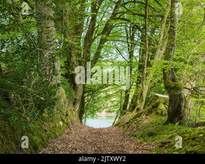 Una passeruca e un hedgebank di faggio accanto al lago artificiale Clatworthy in primavera sulle pendici meridionali delle colline di Brendon, Somerset, Inghilterra. Foto Stock