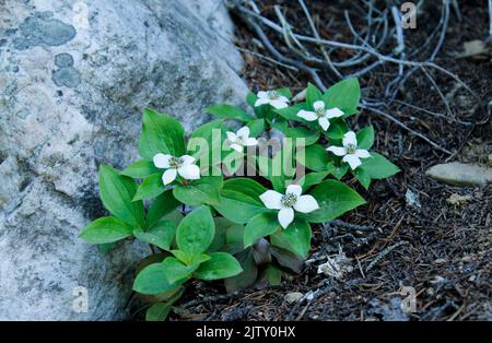 Foto ravvicinate delle piccole meraviglie spesso mancate durante un'escursione sul lago Louise. Fiori locali che crescono accanto a una grande roccia. Foto Stock