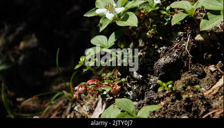 Foto ravvicinate delle piccole meraviglie spesso mancate durante un'escursione sul lago Louise. Fiori e piante locali appena fuori dal sentiero. Foto Stock