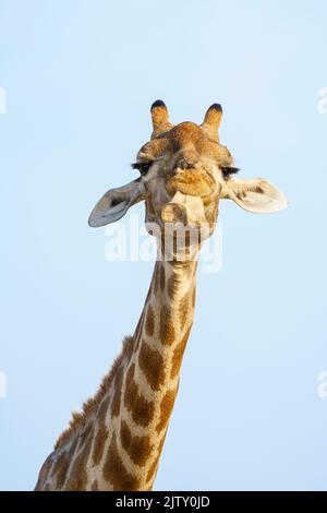 Giraffa (Giraffa camelopardalis) masticare, leccare l'osso animale. Parco Nazionale di Etosha, Namibia Foto Stock