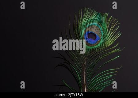 primo piano di una colorata piume di pavone su sfondo nero Foto Stock