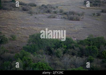 Giraffa dalla mongolfiera Masai Mara Foto Stock