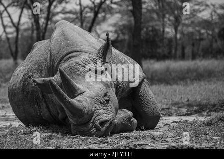 Baraka il rinoceronte nero cieco dorme al Parco Nazionale di Ol Pejeta Foto Stock