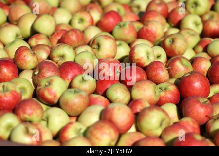 Stendal, Germania. 02nd Set, 2022. Mele appena raccolte della varietà 'Elstar' si trovano in un camino. Oggi, la stagione delle mele inizia in Sassonia-Anhalt e Sassonia sul frutteto di mele di 5 ettari dal negozio Stendal fienile. I coltivatori di frutta nella maggior parte degli stati federali sono soddisfatti del raccolto di frutta finora, nonostante la siccità. Credit: Peter Gercke/dpa/Alamy Live News Foto Stock