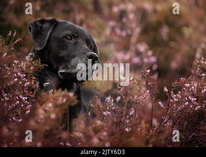 Labrador nero Foto Stock