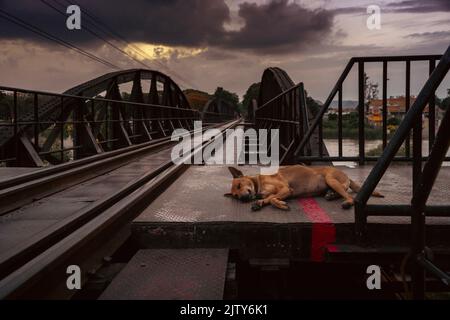 Omicidio sul ponte sul fiume Kwai. Un cane che posa giù sulla striscia di vernice rossa sembra essere una scena di crimine. Ferrovia della morte. Foto Stock