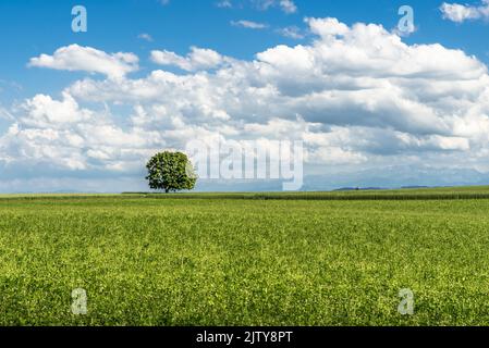 Albero singolo su campo, Canton Turgovia, Svizzera Foto Stock