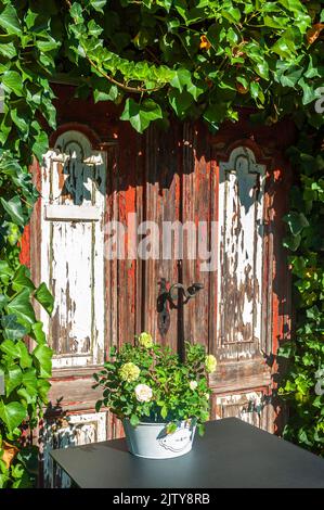 Una vecchia porta di legno in una parete coperta di edera verde Foto Stock