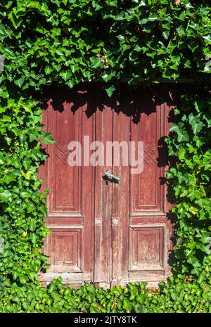 Una vecchia porta di legno in una parete coperta di edera verde Foto Stock