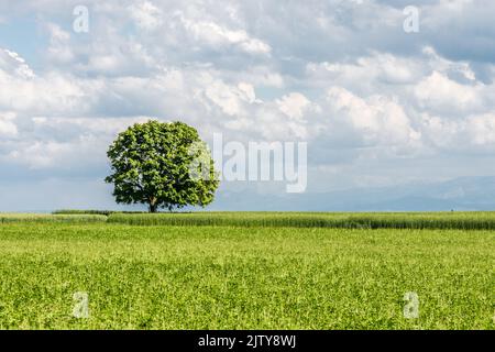 Albero singolo su campo, Canton Turgovia, Svizzera Foto Stock