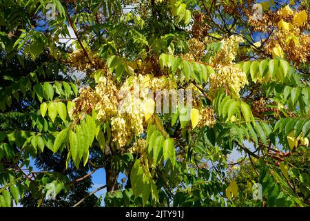 Albero del cielo, ailanthus, legno laccato o in Cinese come chouchun Foto Stock