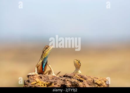 Sarada superba, la lucertola superba a ventaglio, è una specie di lucertola di agamide che si trova nel Maharashtra, in India Foto Stock