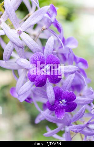 Bella vite di corona viola (Petrea Volubilis) o fiore di vite di corona della regina su sfondo sfocato Foto Stock