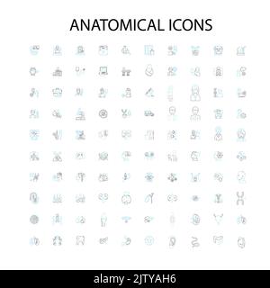 icone anatomiche, segni, simboli di contorno, illustrazione lineare concettuale collezione di linee Illustrazione Vettoriale