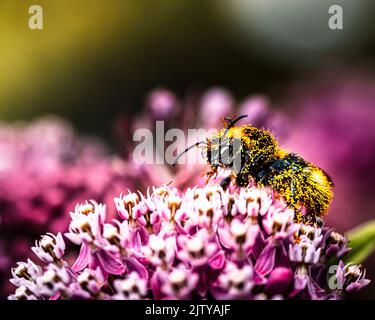 Un primo piano di Bumblebee impollinante su rosa palude munghie fiore Foto Stock