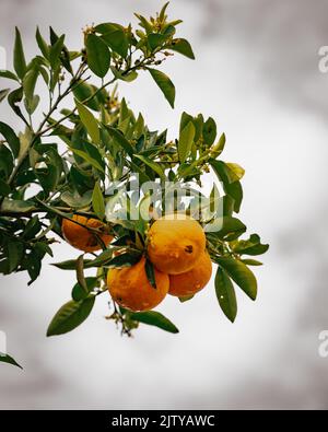 Un primo piano verticale di un mazzo di arance appese al ramo dell'albero Foto Stock