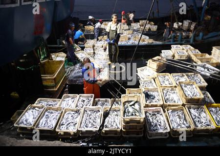 QINGDAO, CINA - 2 SETTEMBRE 2022 - i pescatori ordinano le loro catture di pesce completamente caricate su una barca da pesca al porto di pesca di Jimiya nella costa occidentale New are Foto Stock